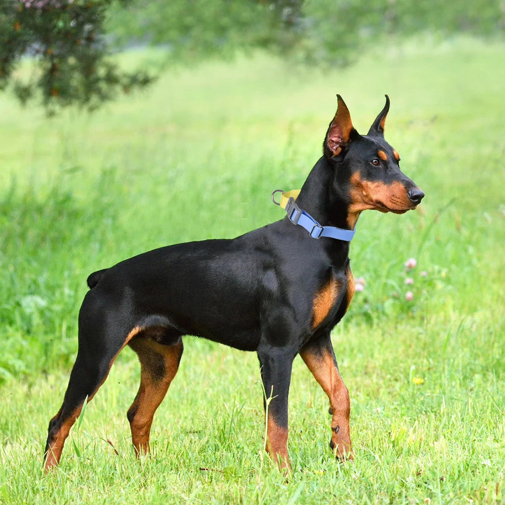 Coleira PVC Impermeável para Cães, Ideal para Adestramento e Passeio