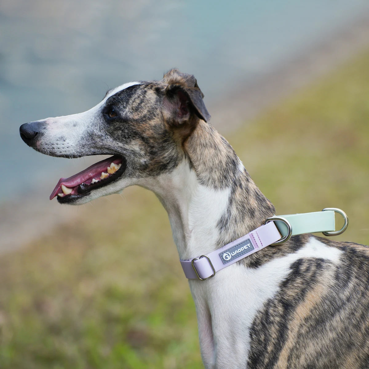 Coleira PVC Impermeável para Cães, Ideal para Adestramento e Passeio